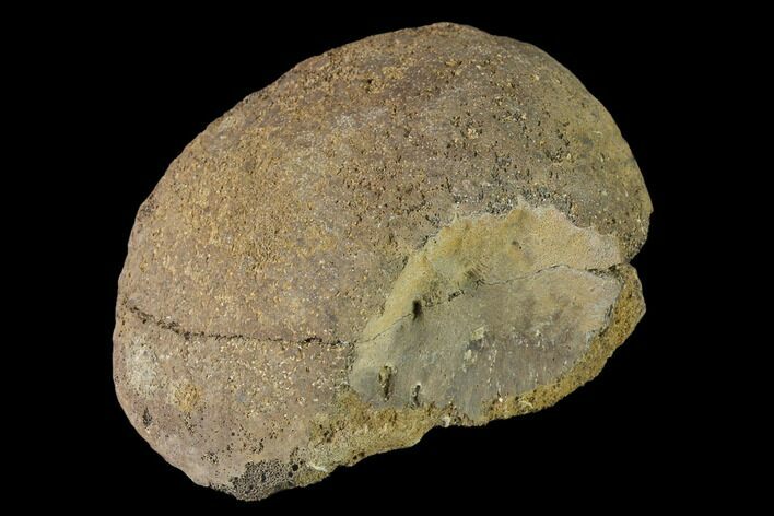 Fossil Hadrosaur Calcaneus - Alberta (Disposition #-) #143310